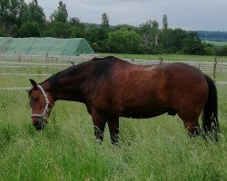 dressage horse Ludwig (Hessian Warmblood, 1998, from Lone Star)