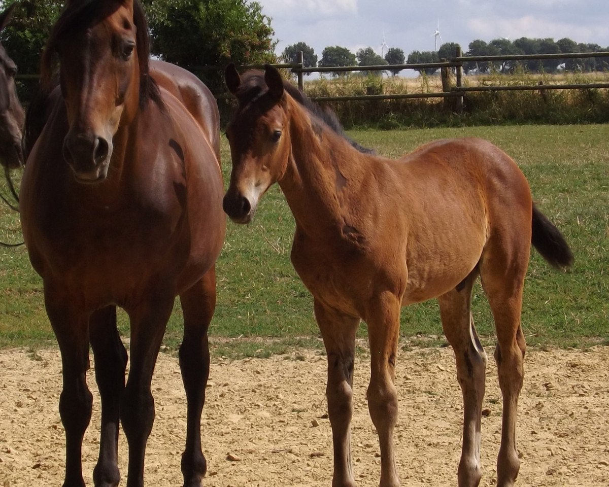 Pferd Hengst von Florenz / Riccio (Westfale, 2019, von Florenz 71)