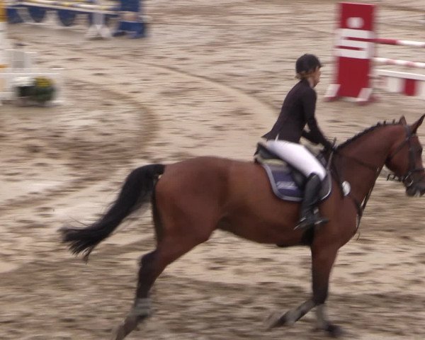 Reitturnier Letmathe 2016