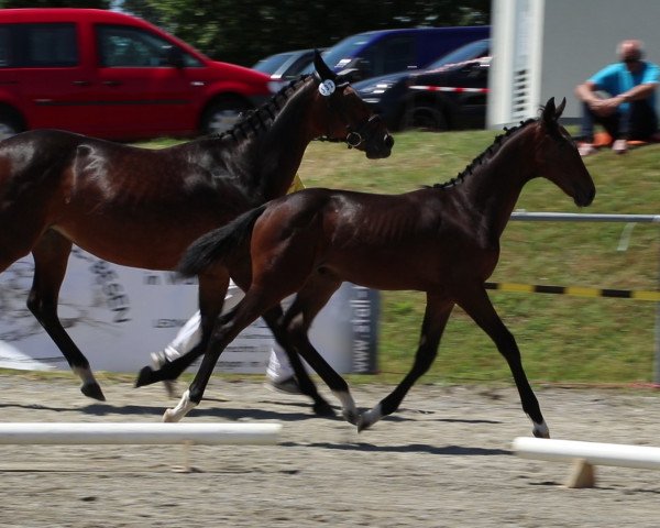 Pferd Diamantino (Deutsches Sportpferd, 2019, von Diacontinus)