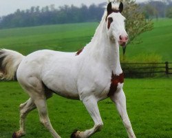 Springpferd Prince Smokey (Selle Français, 2002)