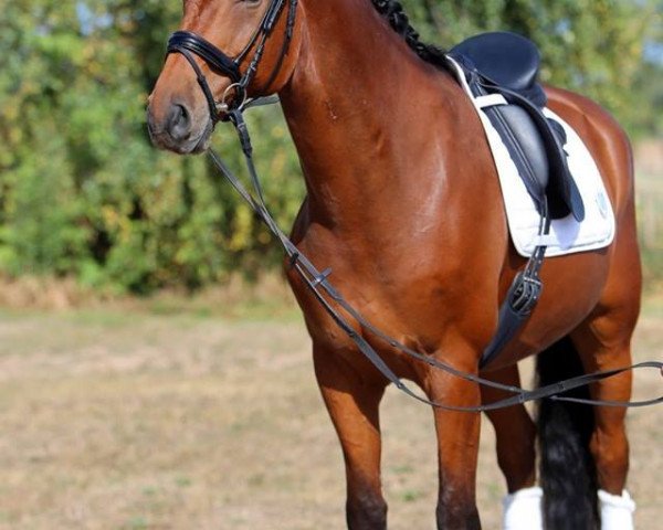 Springpferd Carlos 715 (Deutsches Sportpferd, 2008, von Casero Della Caccia)