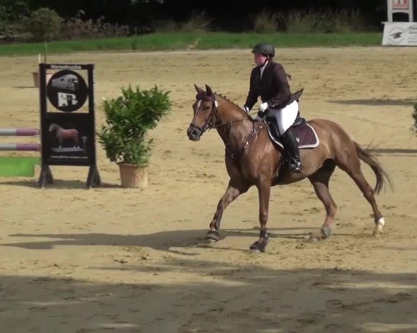 Reitturnier Viersen-Dülken 2016
