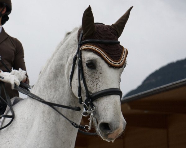 dressage horse Roosevelt 46 (Bavarian, 2010, from Rosengold)
