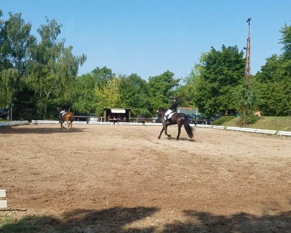 dressage horse Jelmer van Dandelion (Friese, 2011, from Gjalt 426)