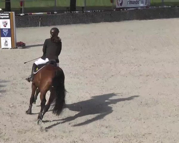 Reitturnier Ingolstadt-Hagau 2016