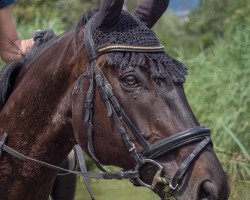 jumper Ibolo (Thoroughbred, 2008, from Big Shuffle xx)