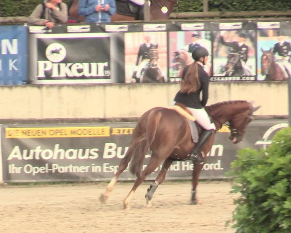 Reitturnier Melle-Ostenfelde 2016