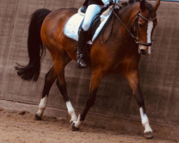dressage horse Dyanne 4 (Nederlands Rijpaarden en Pony, 2010, from Viva La Bam)