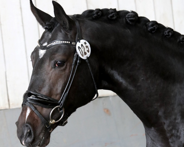 dressage horse Magic de Luxe CH (Swiss Warmblood, 2015, from Métall)
