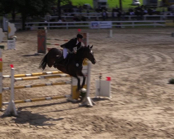 Reitturnier Letmathe 2016