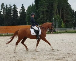 dressage horse Ventus H (Trakehner, 2007, from Lehndorff's)