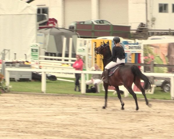 Reitturnier Melle-Ostenfelde 2016