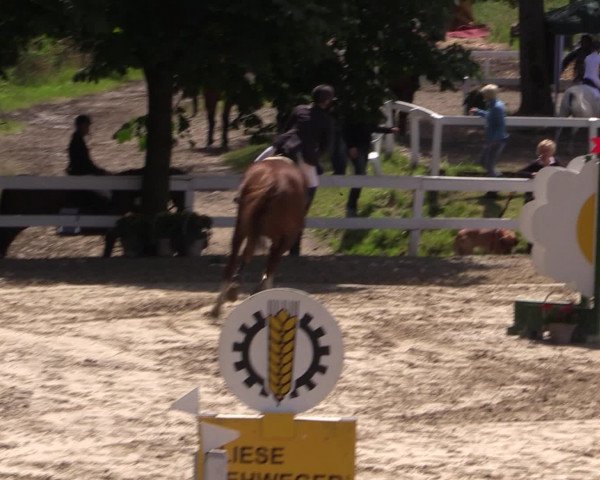 Reitturnier Letmathe 2016