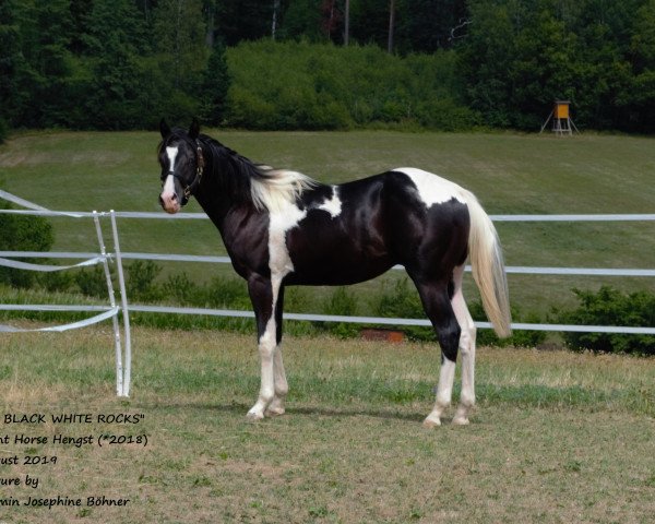 Deckhengst JD Black White Rocks (Paint Horse, 2018, von Cherokee Black Max)