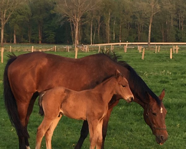 horse Amadeus H (Oldenburg show jumper, 2019, from Armison)