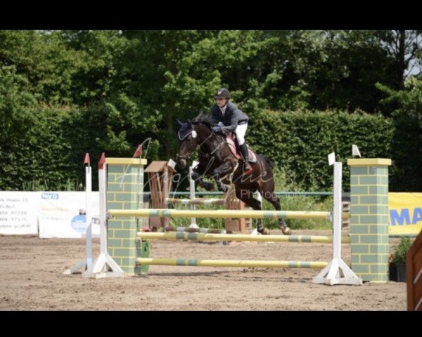 jumper NZ Salsa Hit (Westphalian, 2008, from Sandro Bedo)