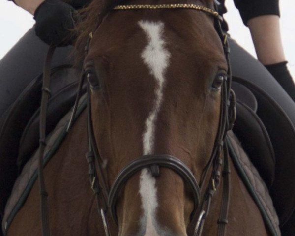 horse Sorencio T (Oldenburg, 2006, from Stedinger)