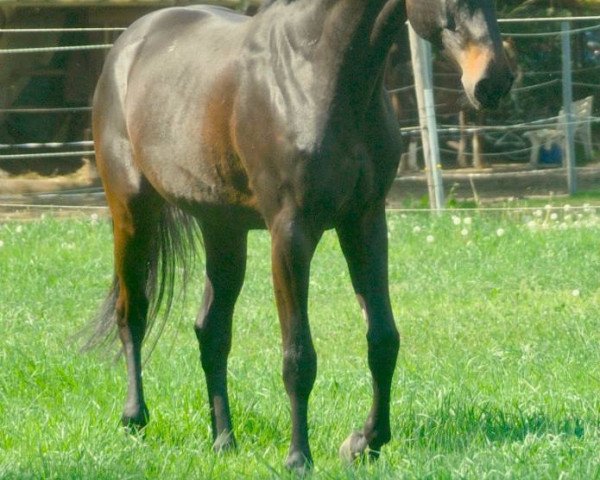 jumper Jack Star (Rhinelander, 2009, from Jacquare)
