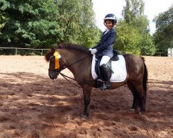 dressage horse Chocolino (unknown, 1998)