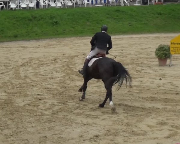 Reitturnier Viersen-Dülken 2016