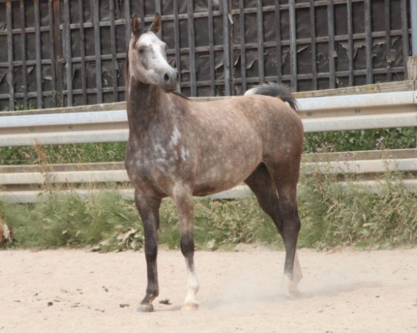 horse Endurion (Arabian purebred, 2016, from Poganin ox)