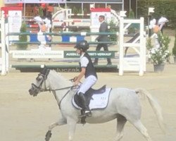 horse Mr.Blue 6 (Pony without race description, 1995)