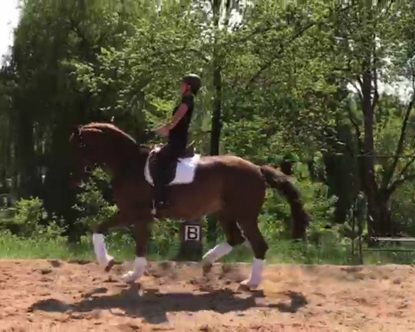 dressage horse Flanissimo 2 (Oldenburg, 2010, from Fidertanz)