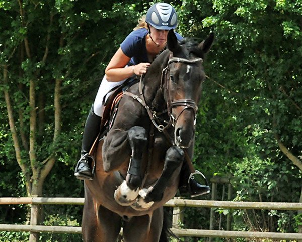 horse Wallach von Stolzenberg (Hanoverian, 2011, from Stolzenberg)