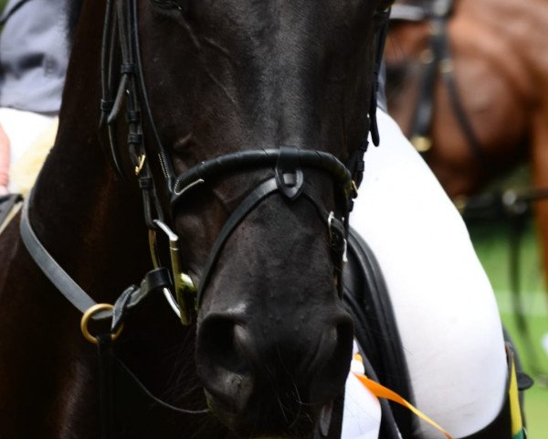 jumper Sunshine 635 (German Sport Horse, 2010, from Satisfaction FRH)