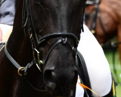 jumper Sunshine 635 (German Sport Horse, 2010, from Satisfaction FRH)