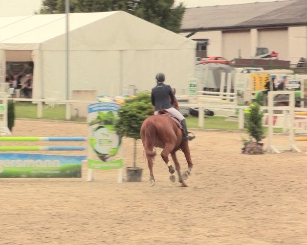 Reitturnier Melle-Ostenfelde 2016