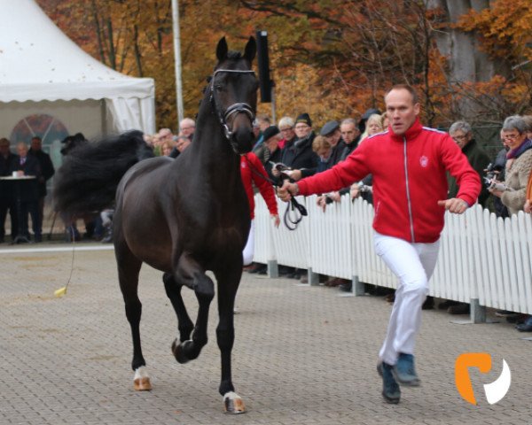 horse Firlefanz 115 (Oldenburg, 2017, from For Romance I)
