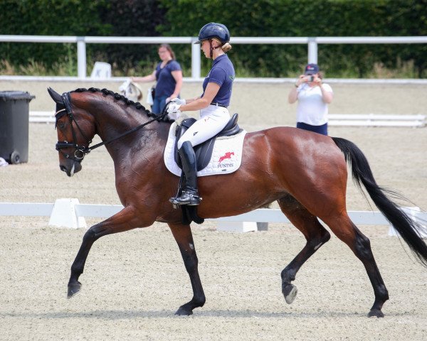 broodmare Lemony S (Hanoverian, 2013, from Lemony's Nicket)