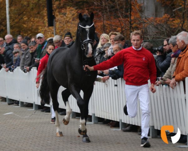 horse Petersmindes Doncaster (Westphalian, 2017, from Don Olymbrio)