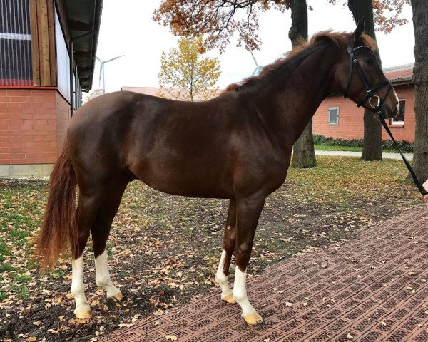 Dressurpferd Vertellis (Oldenburger, 2016, von Vivaldi)