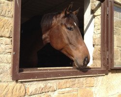 dressage horse Sir Merlin 6 (Hanoverian, 2009, from Scolari)