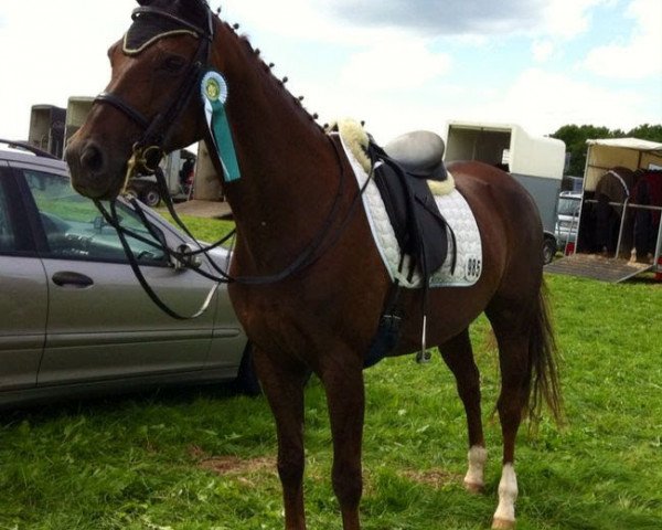 dressage horse Goldschnuppe 3 (Oldenburg, 2003, from Don Larino 171 FIN)