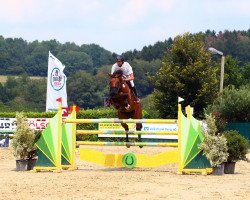 Springpferd Cascorrada (Holsteiner, 2011, von Casall Ask)