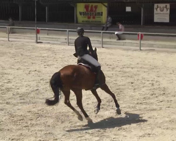 Reitturnier Ingolstadt-Hagau 2016