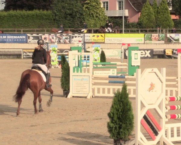 Reitturnier Melle-Ostenfelde 2016