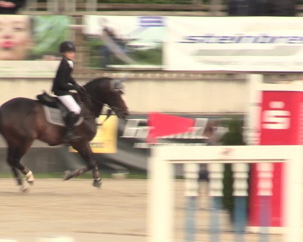 Reitturnier Melle-Ostenfelde 2016