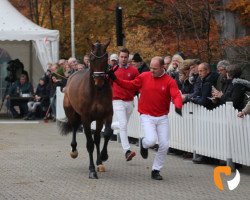 dressage horse Deflorino (Westphalian, 2017, from Don Juan de Hus)