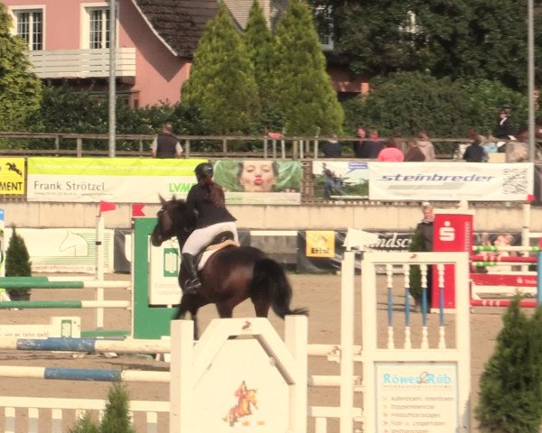 Reitturnier Melle-Ostenfelde 2016