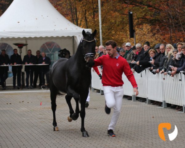 dressage horse Belvedere MR (Westphalian, 2017, from Bonds)