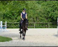 jumper Narnia 9 (German Riding Pony, 2010, from Night-Power)