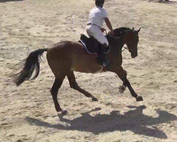 Reitturnier Ingolstadt-Hagau 2016