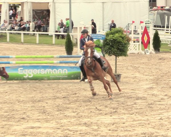 Reitturnier Melle-Ostenfelde 2016