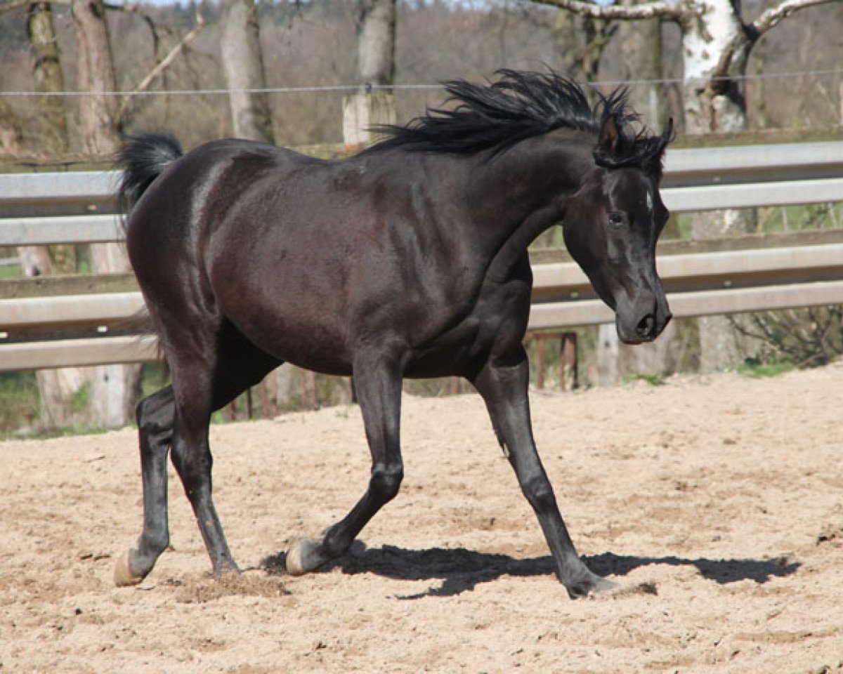 broodmare GH Aliya (Arabian purebred, 2017)