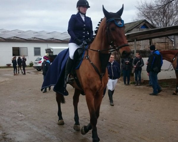 horse Constella 5 (Holsteiner, 2011, from Canstakko)